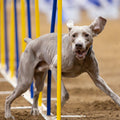 AKC TopDogs - Agility