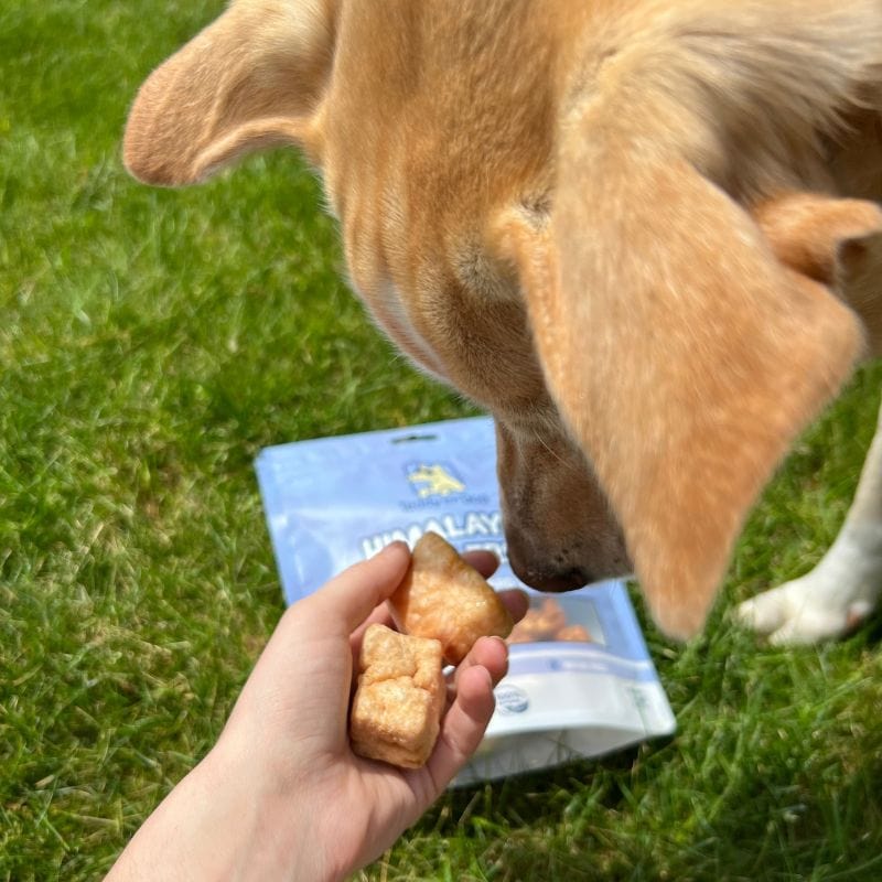 Himalayan Cheese Puff Bites - Treats