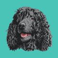 Irish Water Spaniel Embroidered Baseball Cap