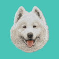 Samoyed Embroidered Baseball Cap