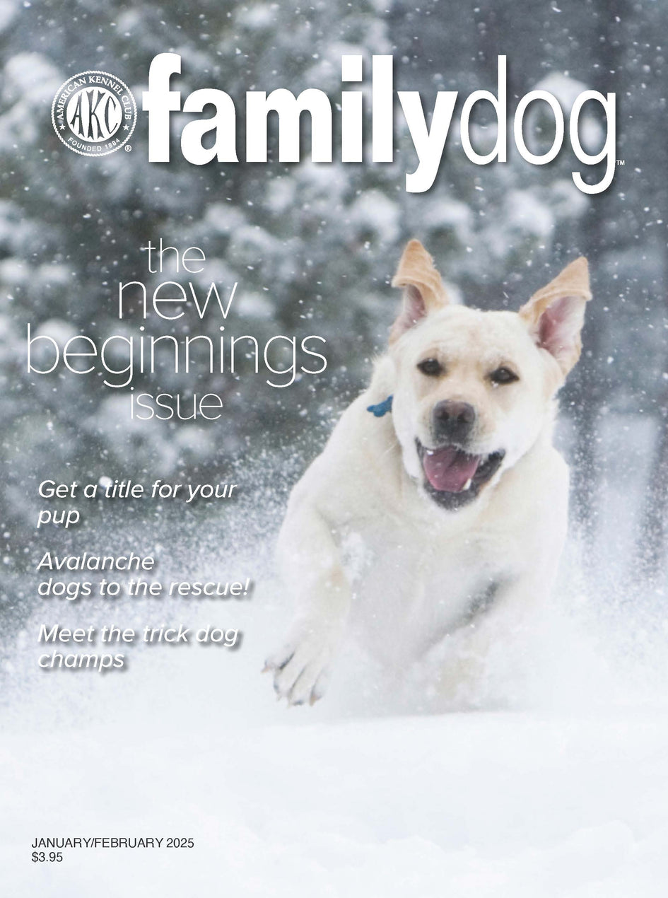 AKC Family Dog Magazine Single Issue (Digital)