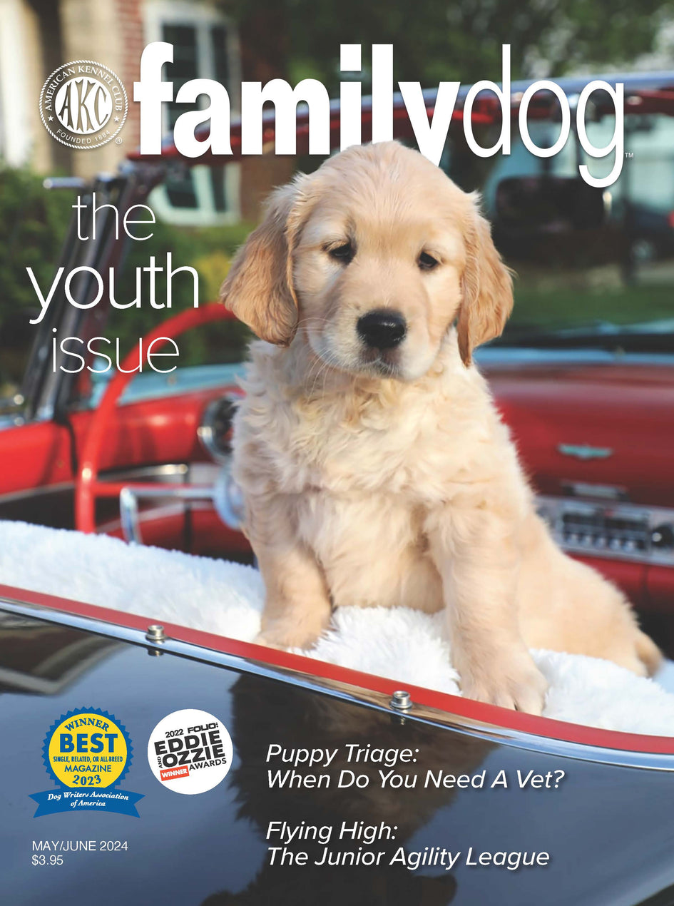 AKC Family Dog Magazine Single Issue (Digital) | AKC Shop