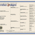 AKC Certified Pedigrees