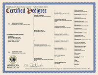 AKC DNA Profile Certificate