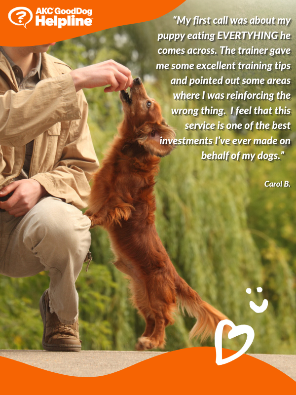 Crate Training Akc Training Tips Private Dog Training AKC GoodDog