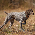 AKC TopDogs - Field Trial Pointing Breeds