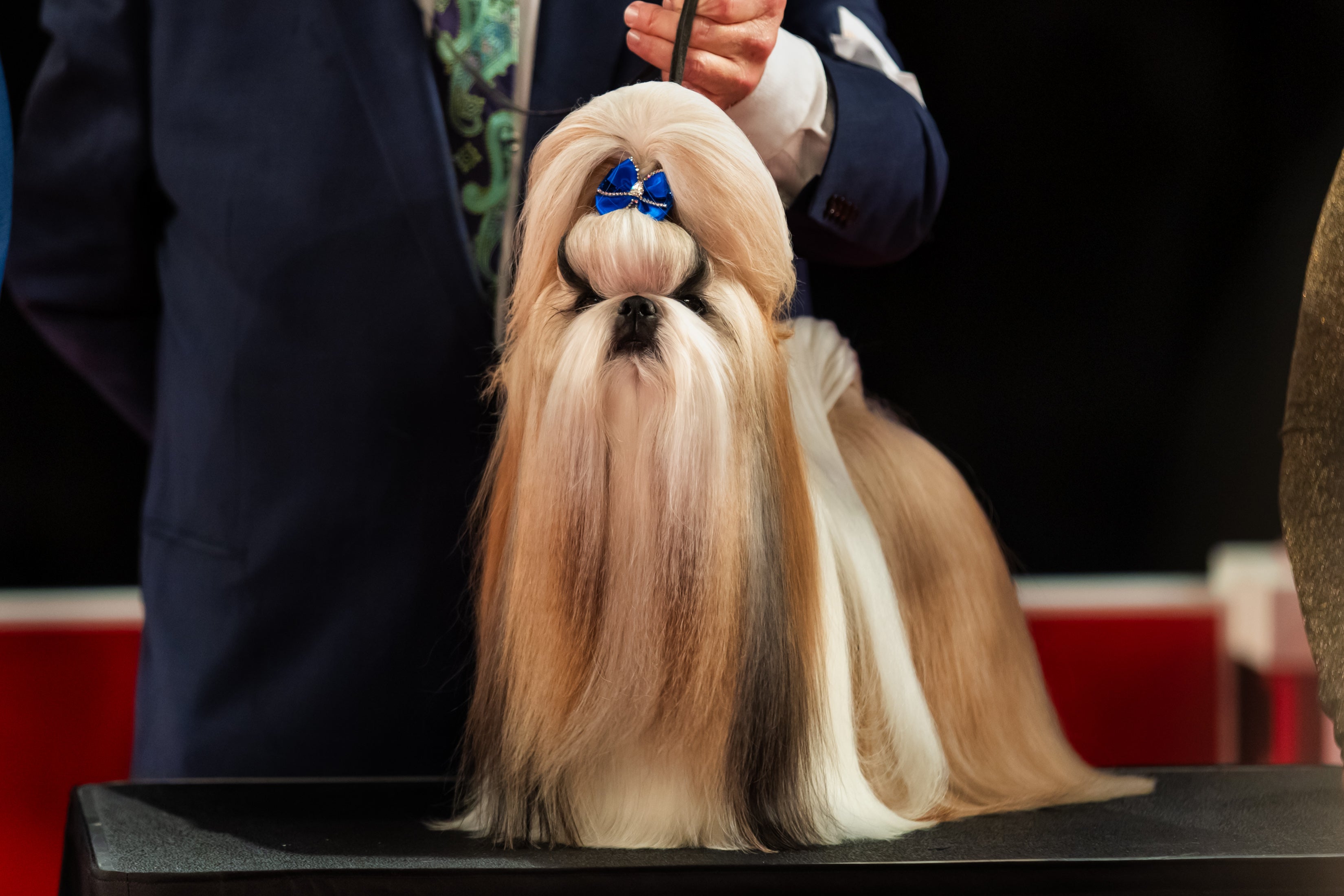 Kenyalogy Pawz Apparel Kenyalogy Bichon Frise Purse Angel Small