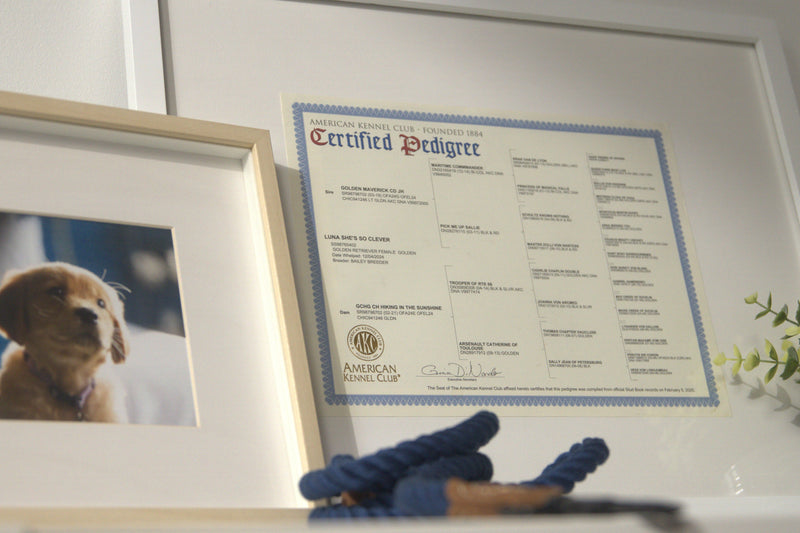 AKC Certified Pedigrees