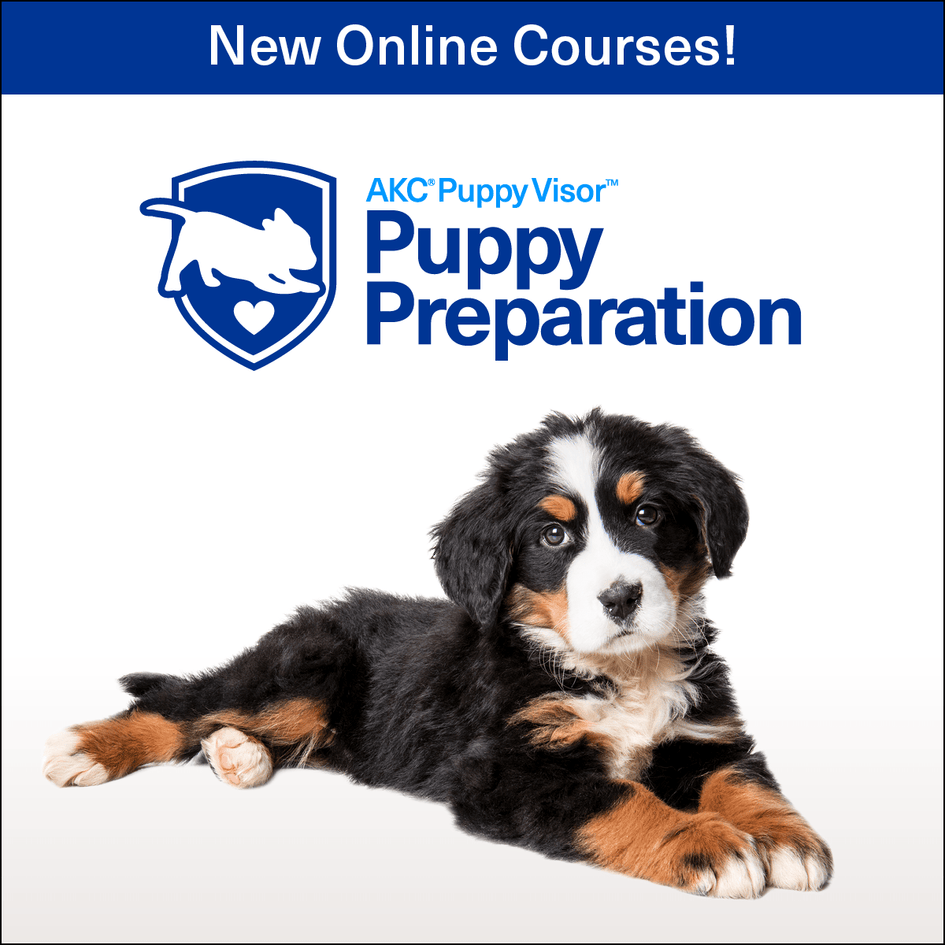 Puppy Preparation Series – Online Courses AKC Shop