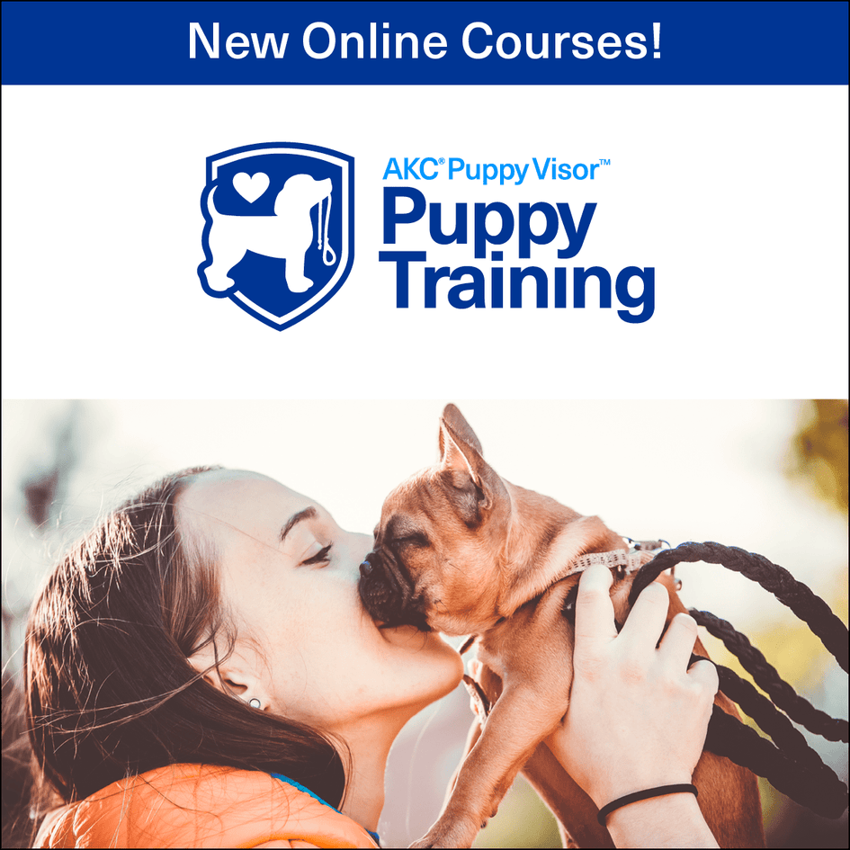 Puppy Training Series – Online Courses