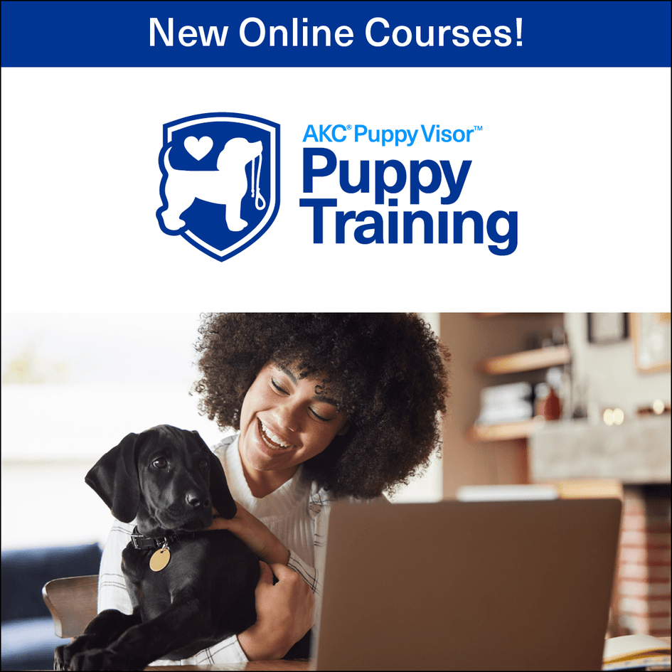 Puppy Training Series – Online Courses