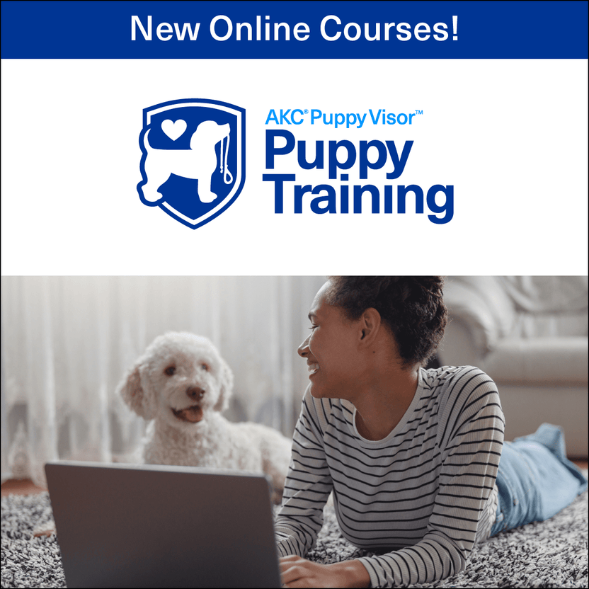 Puppy training series online courses akc shop