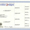 AKC Certified Pedigrees