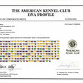 AKC DNA Profile Certificate