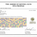 AKC DNA Profile Certificate