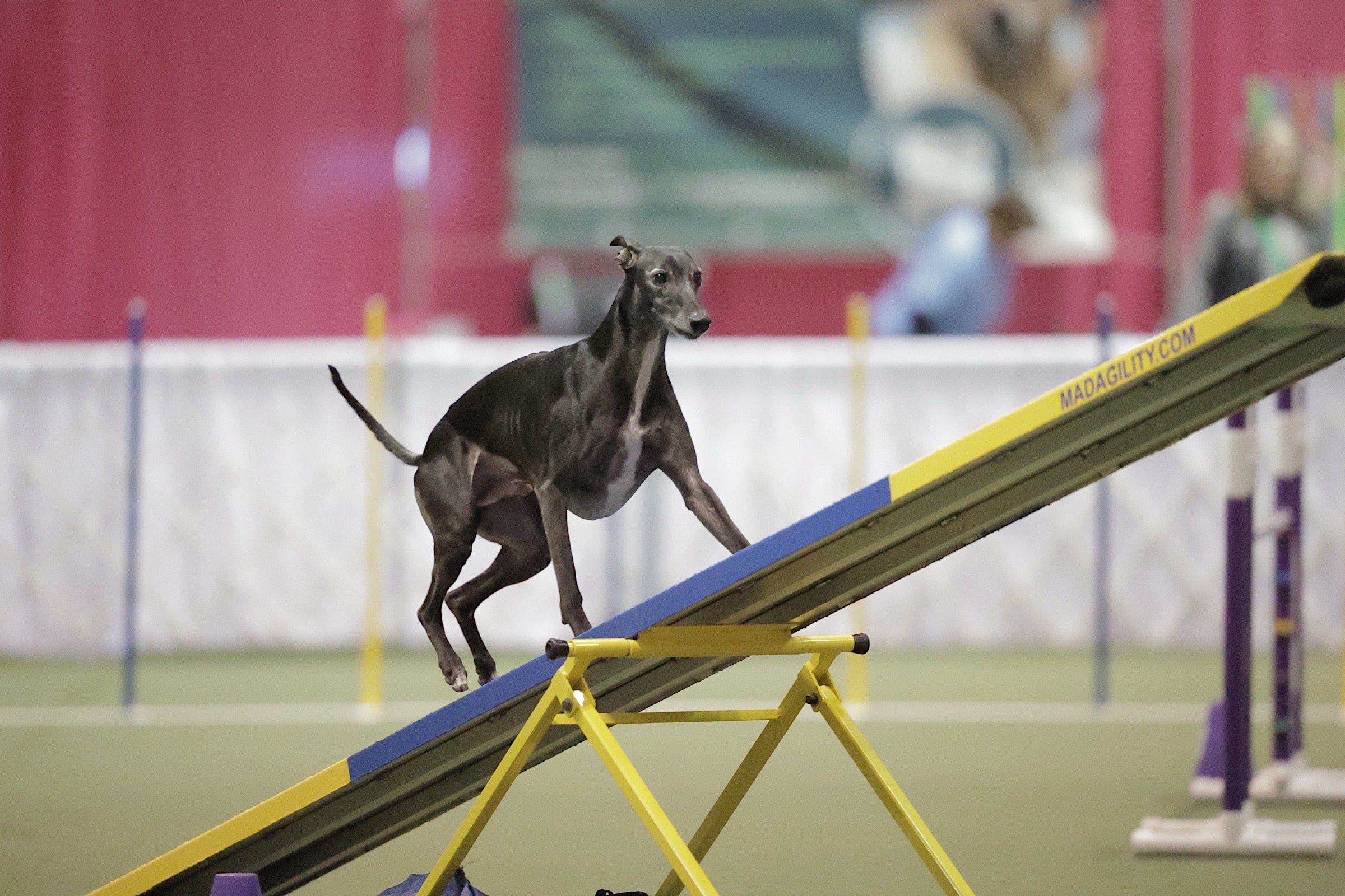 Akc shops agility training near me