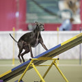AKC TopDogs - Agility Invitational