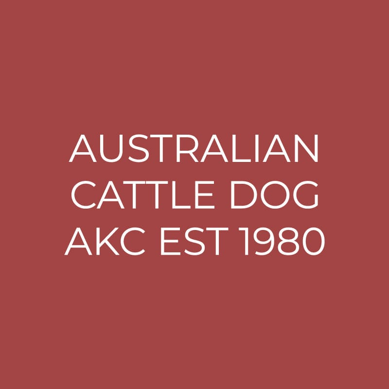 Australian Cattle Dog Embroidered AKC Quarter Zip