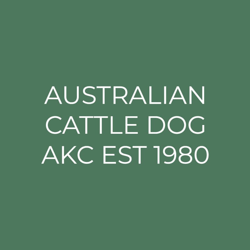 Australian Cattle Dog Embroidered AKC Quarter Zip