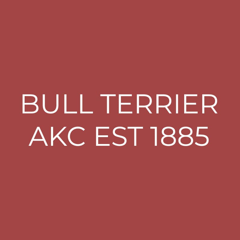 Bull Terrier Embroidered AKC Quarter Zip