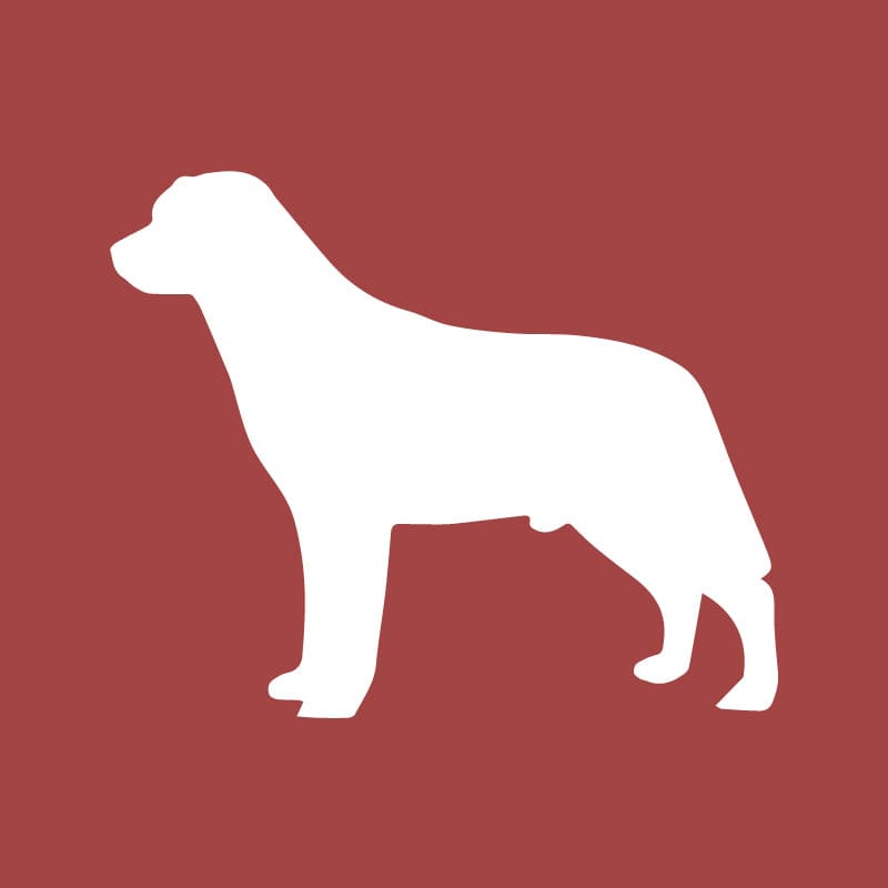 (希少)道楽　DOWLUCK SURFACE RETRIEVER Golden Retriever Welcome Mat | AKC Shop