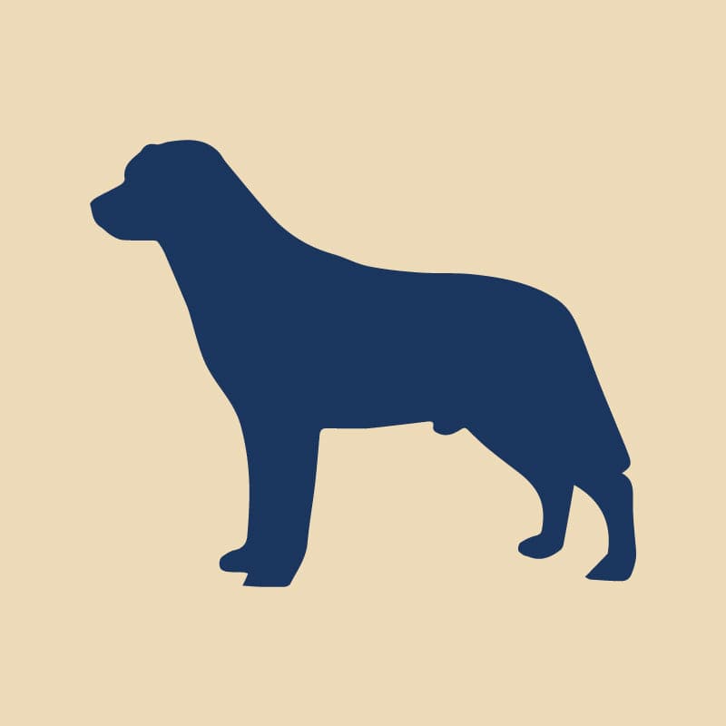 Labrador Retriever Embroidered AKC Quarter Zip