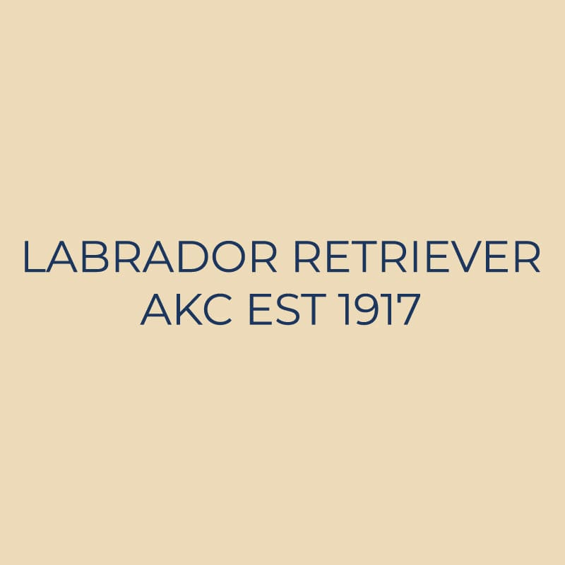 Labrador Retriever Embroidered AKC Quarter Zip