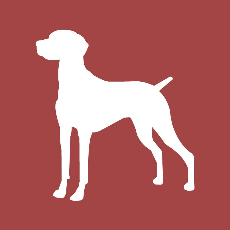 Vizsla Embroidered AKC Quarter Zip