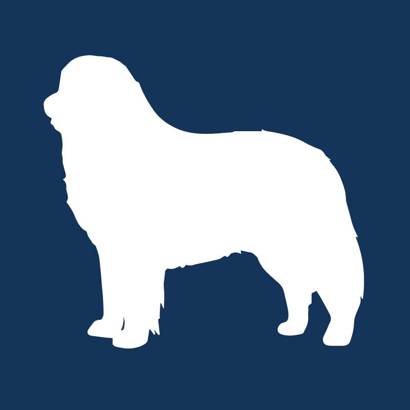 Bernese Mountain Dog AKC Embroidered Visor