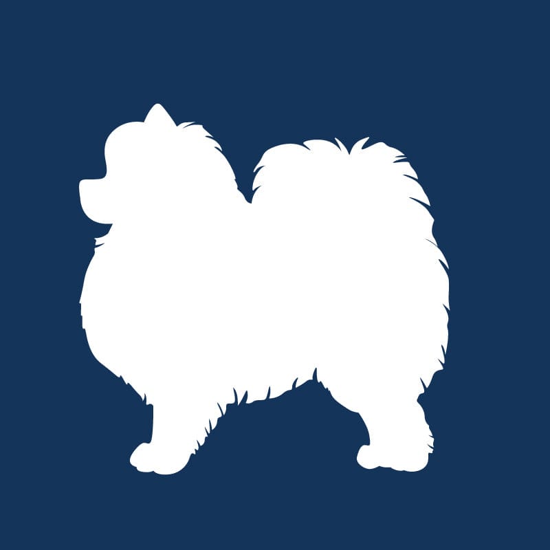 Pomeranian AKC Embroidered Visor