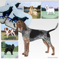 American English Coonhound Scenic Square Coaster