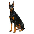 Doberman Pinscher Watercolor - Ceramic Mug
