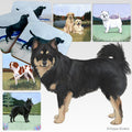 Finnish Lapphund Scenic Square Coaster