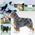 Miniature American Shepherd Scenic Square Coaster