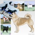 Norwegian Buhund Scenic Square Coaster