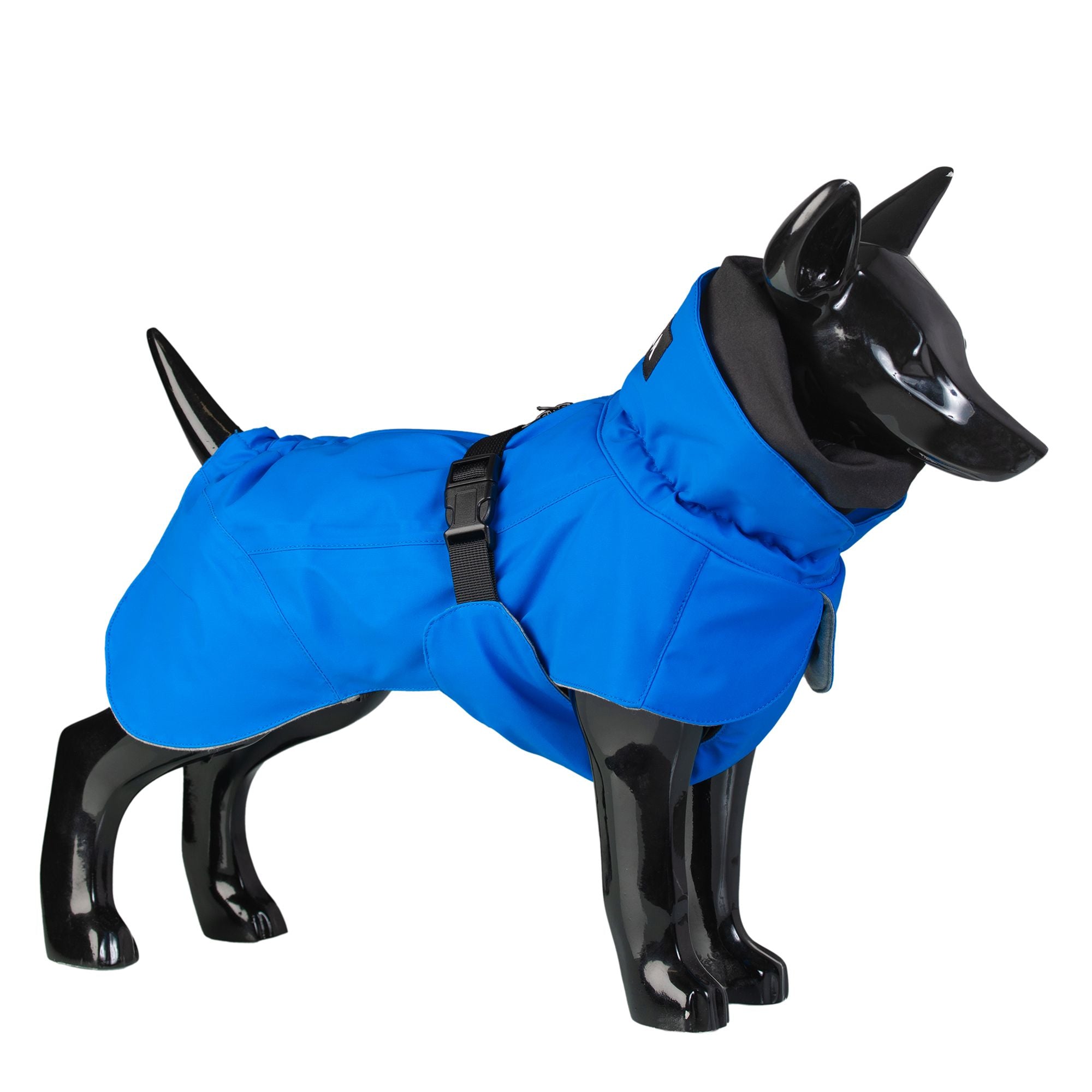 Dog on sale with jacket