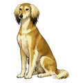 Saluki Watercolor - Ceramic Mug