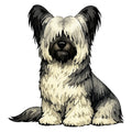 Skye Terrier Watercolor - Ceramic Mug