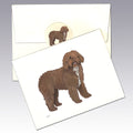 Spanish Waterdog Note Cards