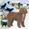 Spanish Water Dog Scenic Square Coaster