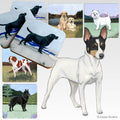 Toy Fox Terrier Scenic Square Coaster