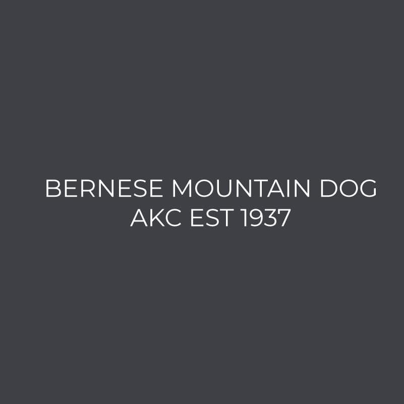 Embroidered AKC Women's Polo - Bernese Mountain Dog