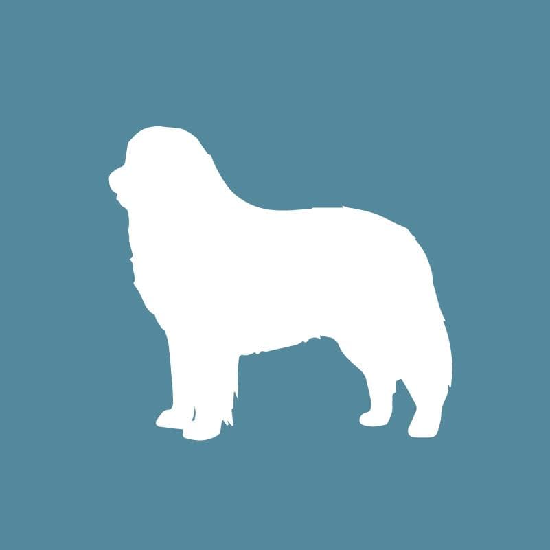 Embroidered Visor - Bernese Mountain Dog