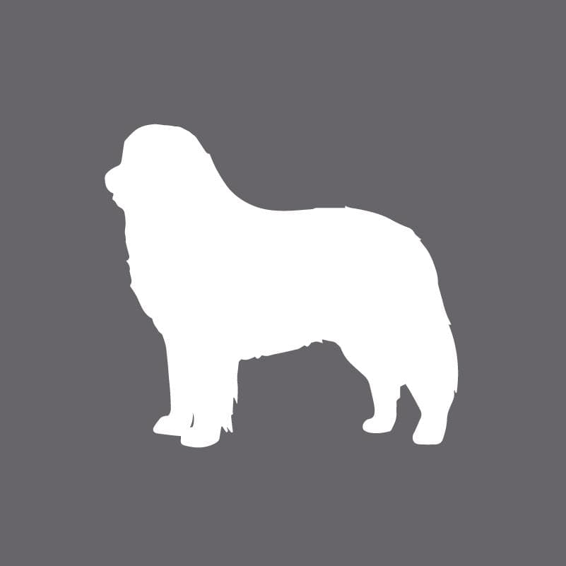 Embroidered AKC Polo - Bernese Mountain Dog