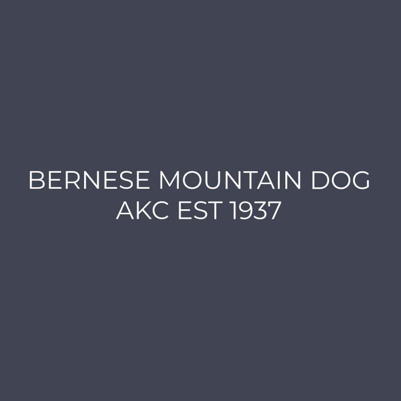Embroidered AKC Quarter Zip - Bernese Mountain Dog