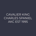 Cavalier King Charles Spaniel Embroidered AKC Women's Polo