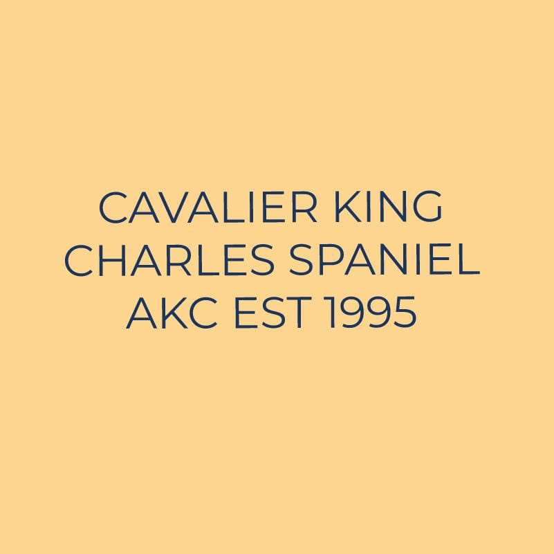 Embroidered AKC Quarter Zip - Cavalier King Charles Spaniel
