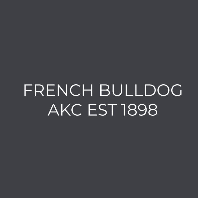 French Bulldog Embroidered AKC Women's Polo