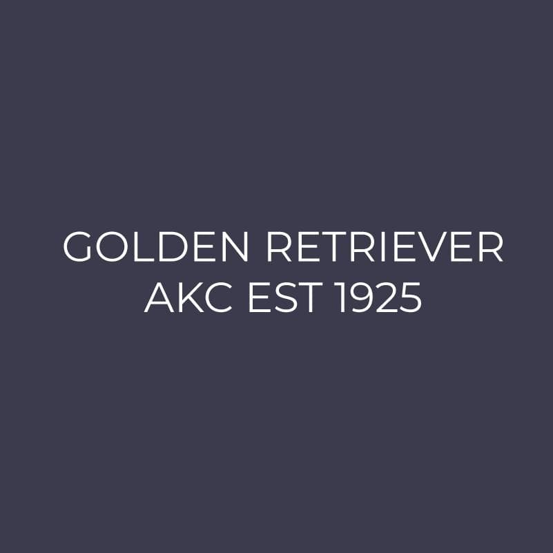Embroidered AKC Polo - Golden Retriever
