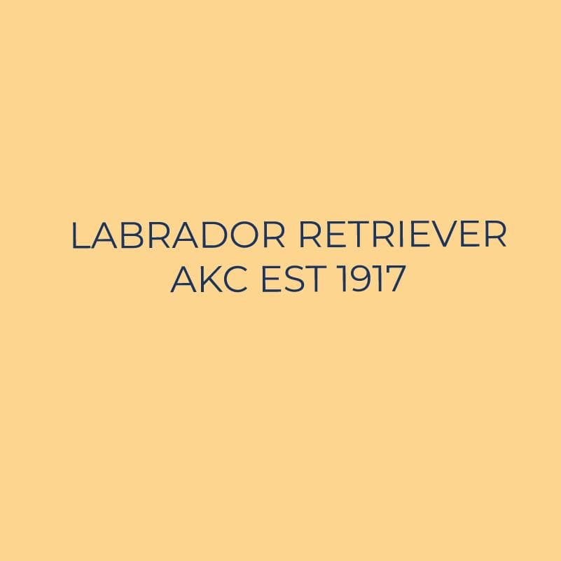 Embroidered AKC Quarter Zip - Labrador Retriever